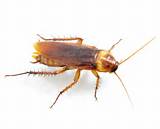 Pest Cockroach Control Photos