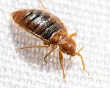 Images of Best Bed Bug Treatment Company