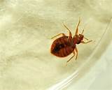 How Effective Is Heat Treatment For Bed Bugs Photos