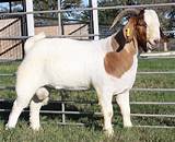 Boer Goats Texas Images