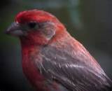 Texas Ruby Red House Finch Images