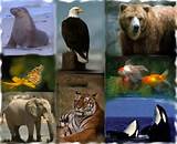 Online Zoology Bachelor Degree Pictures
