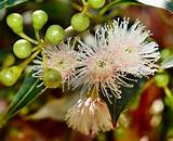 Images of Eucalyptus Flower
