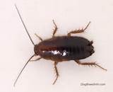 Images of Oriental Cockroach Facts