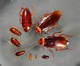 Photos of Cockroach Scientific Name