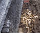 Termite With Wings In House Pictures