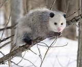 Pictures of Possum Rodent