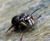 Wasp Exterminator Sydney Photos