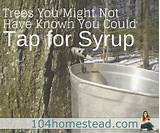 Maple Syrup Mold Removal Images