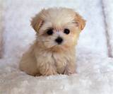 Cheap Miniature Dogs Images
