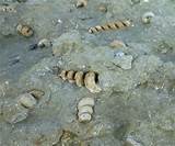 Pictures of Types Of Fossils
