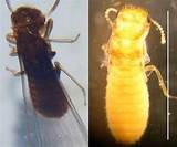 Termite Swarmers Season Pictures