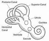 Cochlea And Balance Pictures