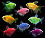 Pictures of Glofish Tetra Fish