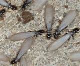 Pictures of Flying Termites In Home