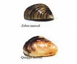 Where Can Zebra Mussels Be Found Photos