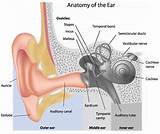 Medication For Inner Ear Infection In Adults Photos