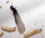 Termite Types California Images