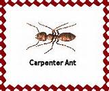 Types Of Carpenter Ants Images