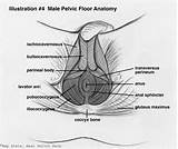Pelvic Floor Muscles Role Pictures