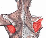 Infraspinatus Muscle Exercises Images