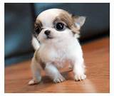 Images of Small Dogs For Sale Near Me Cheap
