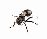 Flying White Ants Australia Photos