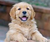 Therapy Golden Retrievers For Sale
