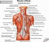 Pictures of Muscle Exercises For Neck