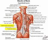 Dorsal Muscle Exercises Photos