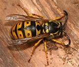 Photos of Wasp Queen