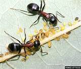 Thatch Ants Control Pictures