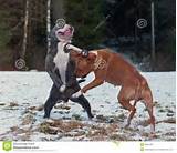 Images of Fighting Styles Based On Animals