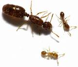 Fire Ants Taxonomy Pictures