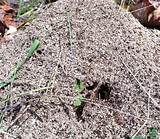 Images of Fire Ants Alabama
