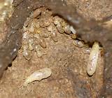 Pictures of Indian Termite
