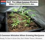Best Marijuana Growing Guide Photos
