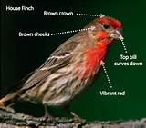 What Is The Difference Between A House Finch And Images