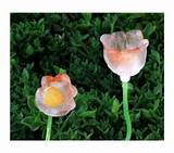 Pictures of Tulip Solar Lights