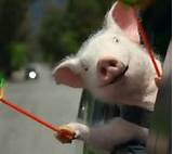Pig Commercial Insurance Images