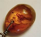 Pictures of Amber Fossils