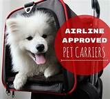 Dog Travel Carrier Airline Approved Photos