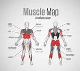 Images of Muscle Workout Diagram