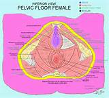 Pelvic Floor Muscles Diagram Pictures