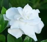 Photos of What Does A Jasmine Flower Look Like