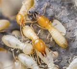 Pictures of Ecola Termite Control