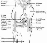 Pictures of Knee Muscle Strengthening Exercises Diagrams