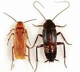 Cockroach Types Pictures