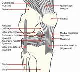 What Is The Medical Term For Joint Pain Images