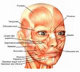 Pictures of Face Muscle Exercises
